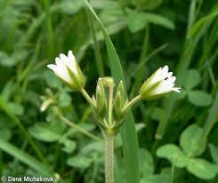 Attēlu rezultāti vaicājumam “Cerastium holosteoides leaf”