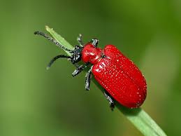 Attēlu rezultāti vaicājumam “Korynetes caeruleus”