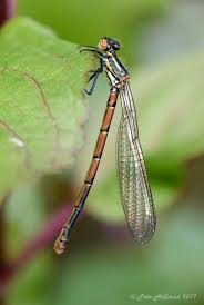 Attēlu rezultāti vaicājumam “Pyrrhosoma nymphula”