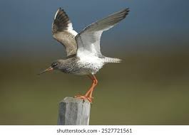 Attēlu rezultāti vaicājumam “Tringa totanus adult”