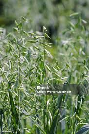 Attēlu rezultāti vaicājumam “Avena sativa fruit”