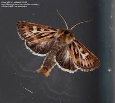 Attēlu rezultāti vaicājumam “Cerapteryx graminis”