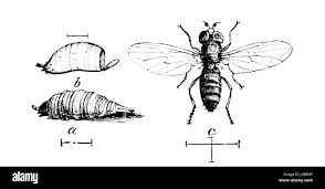 Attēlu rezultāti vaicājumam “Syrphus sp. larva”