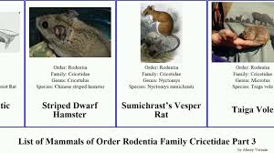 Attēlu rezultāti vaicājumam “Cricetidae”