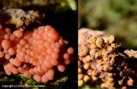 Attēlu rezultāti vaicājumam “Heterotrichia ferruginea (syn. Arcyria ferruginea)”