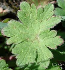 Attēlu rezultāti vaicājumam “Geranium molle leaf”