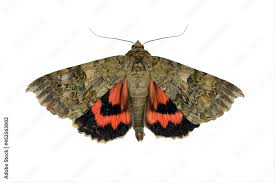 Attēlu rezultāti vaicājumam “Catocala nupta”