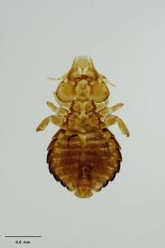 Attēlu rezultāti vaicājumam “Phthiraptera”