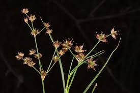 Attēlu rezultāti vaicājumam “Juncus articulatus”