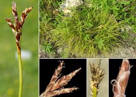 Attēlu rezultāti vaicājumam “Carex ornithopoda”