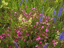 Attēlu rezultāti vaicājumam “xComagaria rosea”