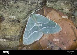 Attēlu rezultāti vaicājumam “Hylaea fasciaria”