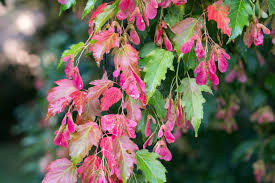 Attēlu rezultāti vaicājumam “Acer tataricum fruit”