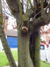 Attēlu rezultāti vaicājumam “Phellinus pomaceus”