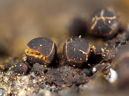 Attēlu rezultāti vaicājumam “Trichia erecta macro”