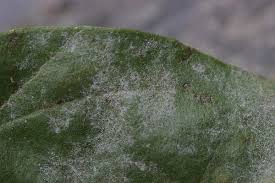 Attēlu rezultāti vaicājumam “Erysiphe galeopsidis”