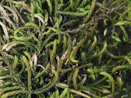 Attēlu rezultāti vaicājumam “Pseudoleskeella nervosa”