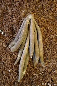 Attēlu rezultāti vaicājumam “Commelina coelestis”