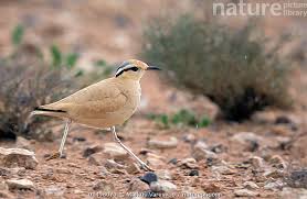 Image result for Cursorius cursor