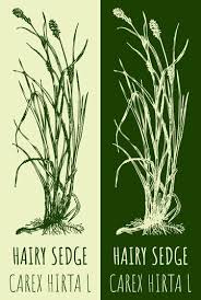 Attēlu rezultāti vaicājumam “Carex hirta”