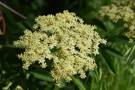 Attēlu rezultāti vaicājumam “Sambucus nigra flower”
