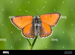 Attēlu rezultāti vaicājumam “Lycaena hippothoe female”
