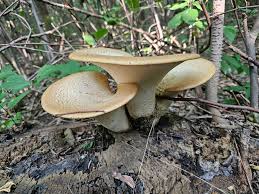 Attēlu rezultāti vaicājumam “Polyporus tuberaster”
