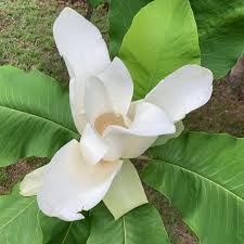 Attēlu rezultāti vaicājumam “Magnolia acuminata flower”