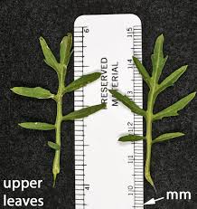Attēlu rezultāti vaicājumam “Rorippa sylvestris leaf”