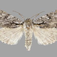 Attēlu rezultāti vaicājumam “Acronicta cuspis”