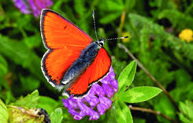 Attēlu rezultāti vaicājumam “Lycaena alciphron”