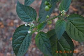 Attēlu rezultāti vaicājumam “Solanum nigrum leaf”