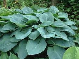 Image result for Hosta sieboldiana 'Elegans'