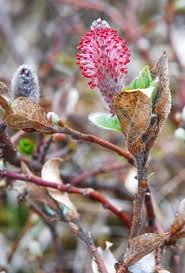 Attēlu rezultāti vaicājumam “Salix myrsinifolia male flower”