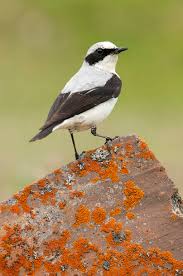 Attēlu rezultāti vaicājumam “Oenanthe oenanthe male”