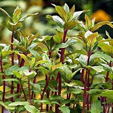 Attēlu rezultāti vaicājumam “Mentha x piperita”