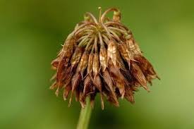 Attēlu rezultāti vaicājumam “Trifolium repens flower”