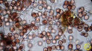 Attēlu rezultāti vaicājumam “Diderma hemisphaericum”