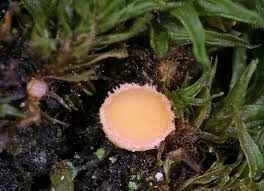 Attēlu rezultāti vaicājumam “Octospora splachnophila”