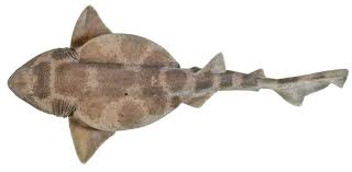 Image result for Cephaloscyllium laticeps
