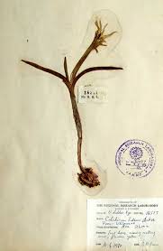 Attēlu rezultāti vaicājumam “Colchicum luteum”