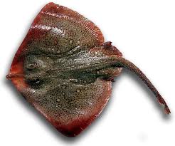 Image result for Raja asterias