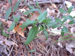 Attēlu rezultāti vaicājumam “Melampyrum sylvaticum leaf”