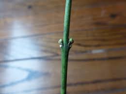 Attēlu rezultāti vaicājumam “Euonymus europaeus bud”