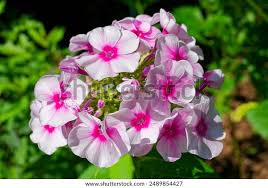 Image result for Phlox paniculata `Bright Eyes`
