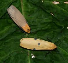 Attēlu rezultāti vaicājumam “Lithosia quadra male”