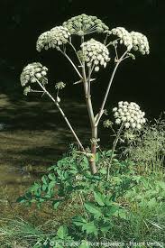 Attēlu rezultāti vaicājumam “Angelica sylvestris”