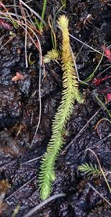 Attēlu rezultāti vaicājumam “Lycopodiella inundata”