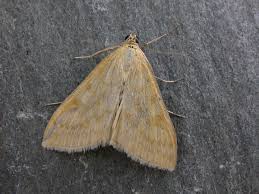 Attēlu rezultāti vaicājumam “Sitochroa verticalis”