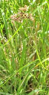 Attēlu rezultāti vaicājumam “Luzula luzuloides”